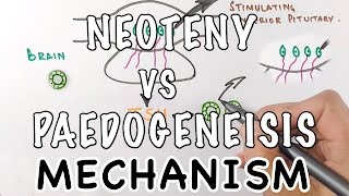 Neoteny Vs Paedogenesis  Mechanism of Neoteny [upl. by Ackerman]