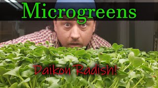 How To Grow Microgreens  Video 2 Daikon Radish [upl. by Darci348]