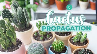 HOW TO PROPAGATE CACTUS EASY amp FAST [upl. by Wadlinger]