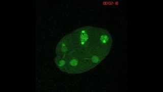 C elegans early cell divisions [upl. by Enileuqkcaj]