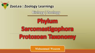 Phylum Sarcomastigophora Protozoan Taxonomy  ZooLea  Lesson 4  Biology Zoology [upl. by Gentilis]