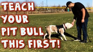 Teach Your Pit bull this first obedience Training [upl. by Goran]