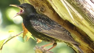 European starling bird call  sounds at nest [upl. by Sandy]