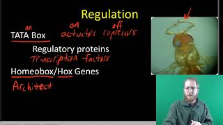 Prokaryotic and Eukaryotic Gene Regulation [upl. by Yvor486]