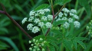 Poison Ivy and Water Hemlock [upl. by Tyre]