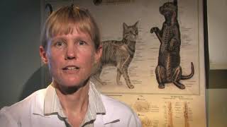 Symptoms of Mange in Cats [upl. by Nakeber]