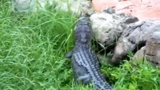 Shocking Video Shows Disney Employee Fighting Alligator Near Splash Mountain [upl. by Methuselah497]