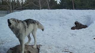 Yellowstone Grizzly amp Wolf Discovery [upl. by Kaitlin99]