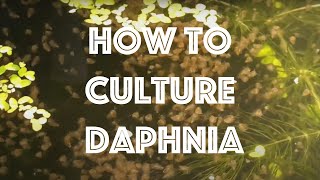 How To Culture Daphnia Magna [upl. by Akemit]