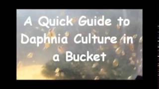 How to culture daphnia outside [upl. by Tobias51]