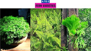 Fern Varieties A to Z [upl. by Larual]