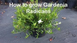 How to grow Gardenia Radicans the dwarf fragrant evergreen shrub [upl. by Nowyt414]