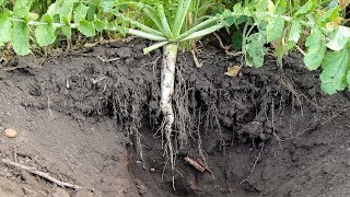 Tillage Radish Cover Crop [upl. by Yrallih]