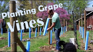 How to Plant Wine Grapes [upl. by Sherill]