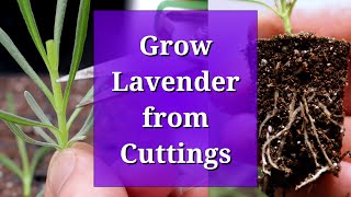 Grow Lavender from Cuttings [upl. by Pufahl950]