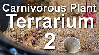 Growing Carnivorous Plants E2 Planting the Terrarium [upl. by Connelley]