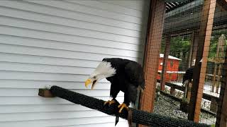 Bald Eagle Vocalization [upl. by Leay]