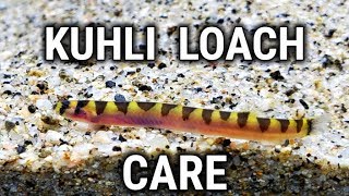 Common yet Oddball Fish for your Aquarium  Kuhli Loach Care Guide [upl. by Carilyn]