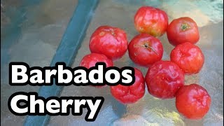 All About Barbados Cherries [upl. by Delanos917]