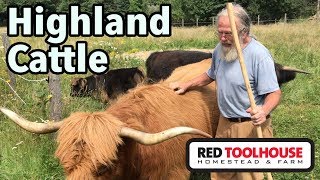 Raising Highland Cattle in Maine [upl. by Trueblood]