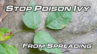 How To Get Rid Of Poison Ivy  Will Primos [upl. by Nnaylrebmik]