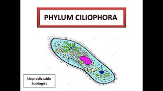 Phylum CiliophoraProtozoa [upl. by Bekha]