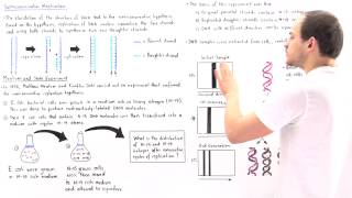 Meselson and Stahl Experiment [upl. by Ahsiadal411]