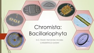 Introducción al estudio de las Diatomeas Bacillariophyta [upl. by Adlay]