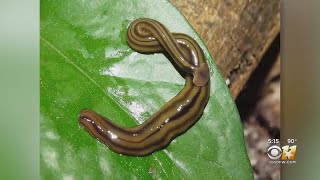 North Texas Seeing Rise In Hammerhead Flatworm Sightings [upl. by Idou]