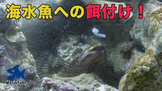 釣魚飼育6 水槽にいる魚たちへの餌付け！根魚たちが餌をパクパク！ [upl. by Mechelle]