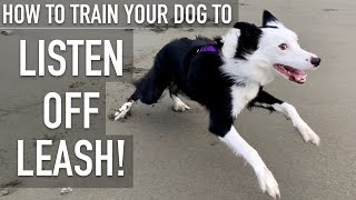 How To Train ANY DOG To Listen OFF LEASH [upl. by Clerk]