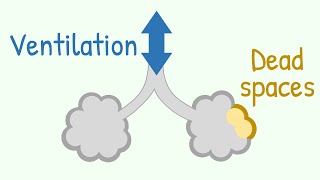 Ventilation amp Dead Spaces in Respiratory Tract [upl. by Rezeile645]