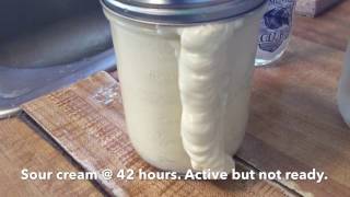 Making Homemade Sour Cream [upl. by Lowney]