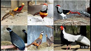 Pheasant Farm All Pheasant Species in the World All Pheasant Breeds [upl. by Linette]