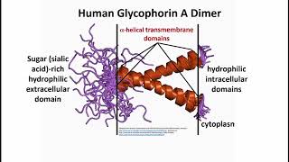 2902 Red Blood Cell Erythrocyte Membrane Protein Functions [upl. by Eiryk604]