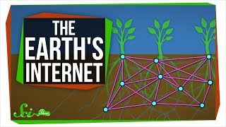 The Earths Internet How Fungi Help Plants Communicate [upl. by Oned63]