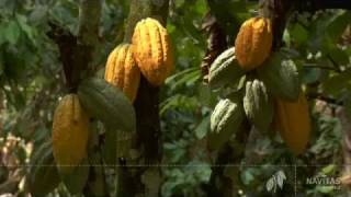 Cacao Organic growing and harvesting [upl. by Oina]