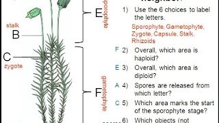 Moss Life Cycle [upl. by Aneekas]