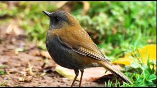 Birdsong Nightingales Song Nature Sounds [upl. by Damha]