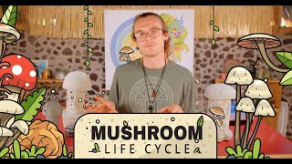 The Mushroom Life Cycle From spore to mushroom [upl. by Shifrah]