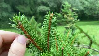 Picea abies Norway spruce [upl. by Rissa765]