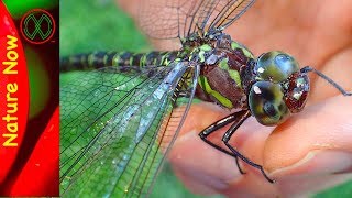 DINOSAUR Dragonfly IRL [upl. by Medwin98]