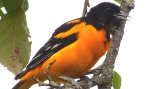 Baltimore Oriole Bird Call  Song  Sounds [upl. by Garibull581]