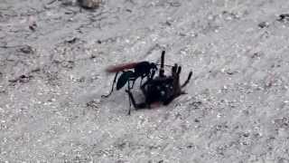 Tarantula VS Pepsis Wasp Tarantula Hawk [upl. by Onida682]