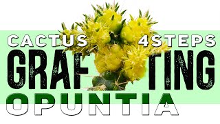 Grafting Cactus on Opuntia in 4 steps  Demos and 100 Results  Aftercare guidelines [upl. by Enimzaj690]