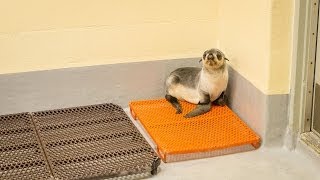 Baby Northern Fur Seal [upl. by Lynad545]