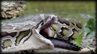 Python Eats Alligator 01 Narration [upl. by Aneerol562]