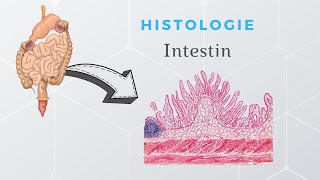 Histologie de lintestin [upl. by Stephannie]