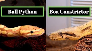 Ball Python Vs Boa Constrictor  Best Beginner Snake Challenge [upl. by Ninos]