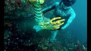 Spearfishing the South  NZ [upl. by Arne]